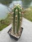 Preview: Trichocereus fulvilanus